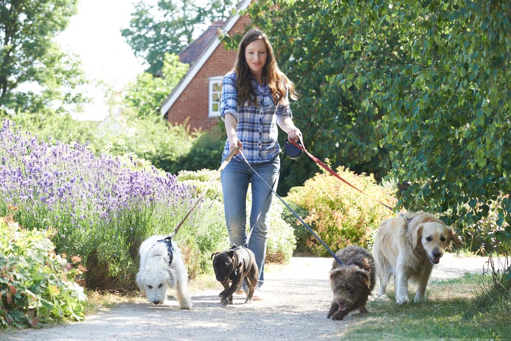 Passeio com cachorros