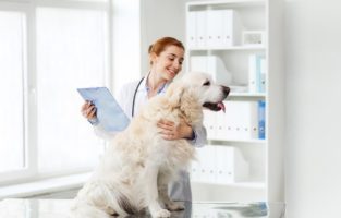 Quanto ganha um veterinário