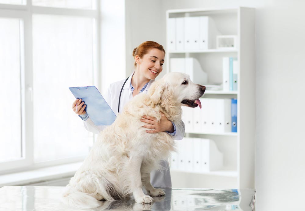 Quanto ganha um veterinário?